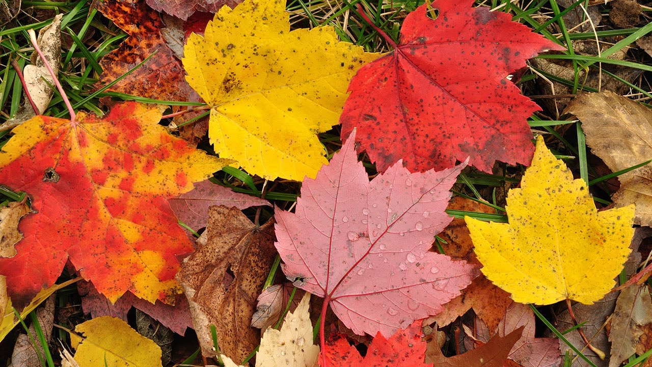 Why Do Autumn Leaves Change Color Instant Egghead 51 YouTube Why Do Autumn Leaves Change Color Instant Egghead 51 YouTube