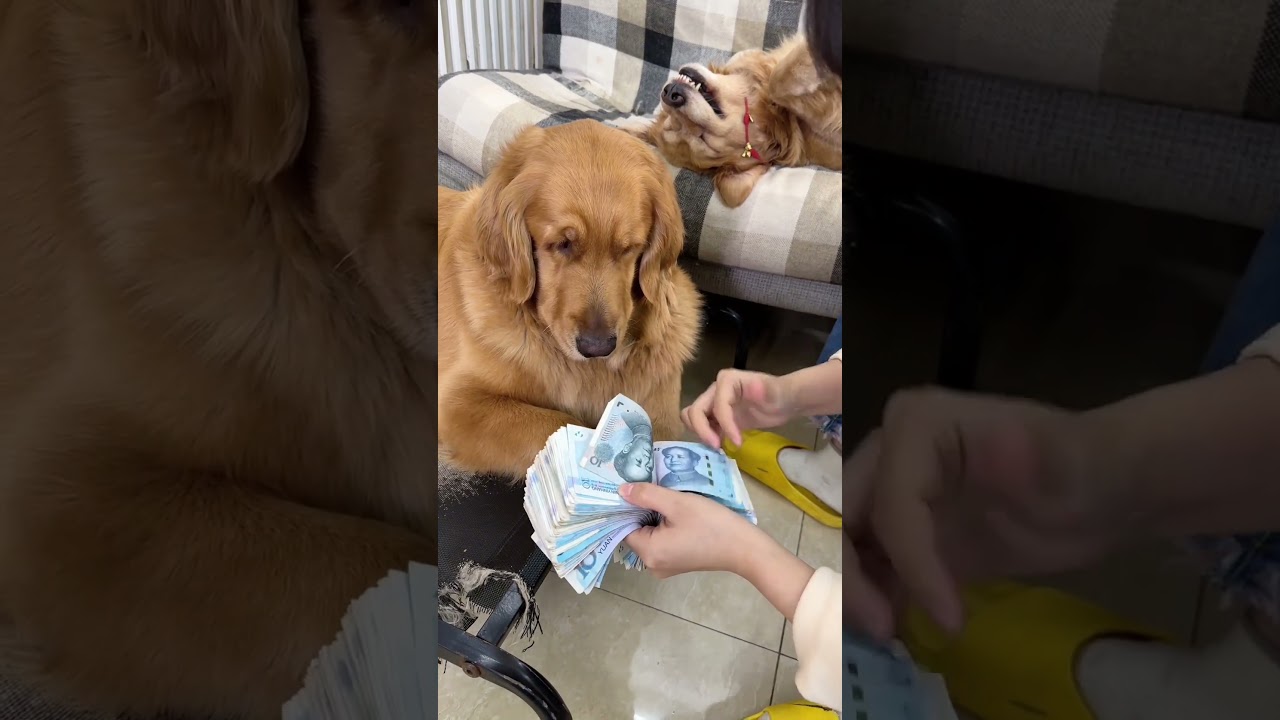 Funny Dogs count money for Mom🤣 
