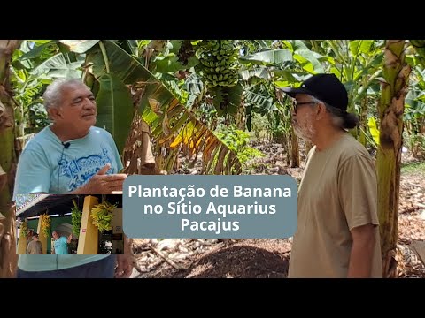 Plantação de Banana no Sítio Aquarius Pacajus