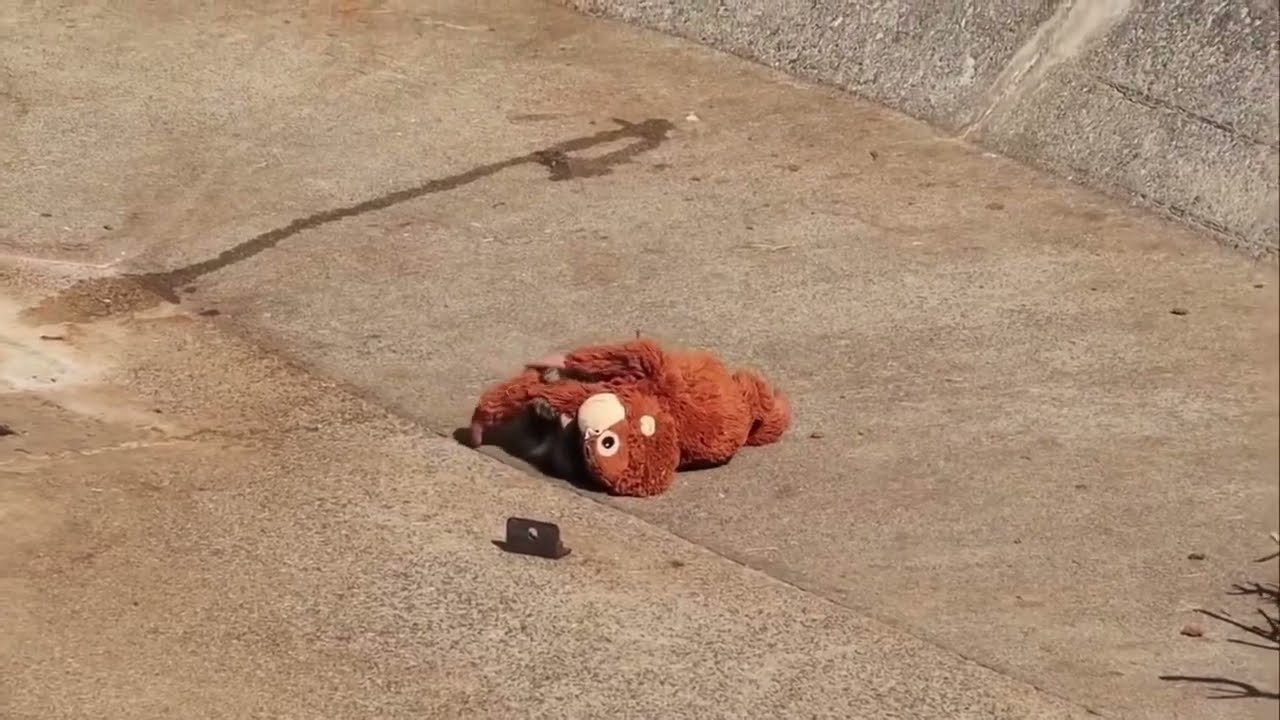 pity baby monkey need hug from mather and friends