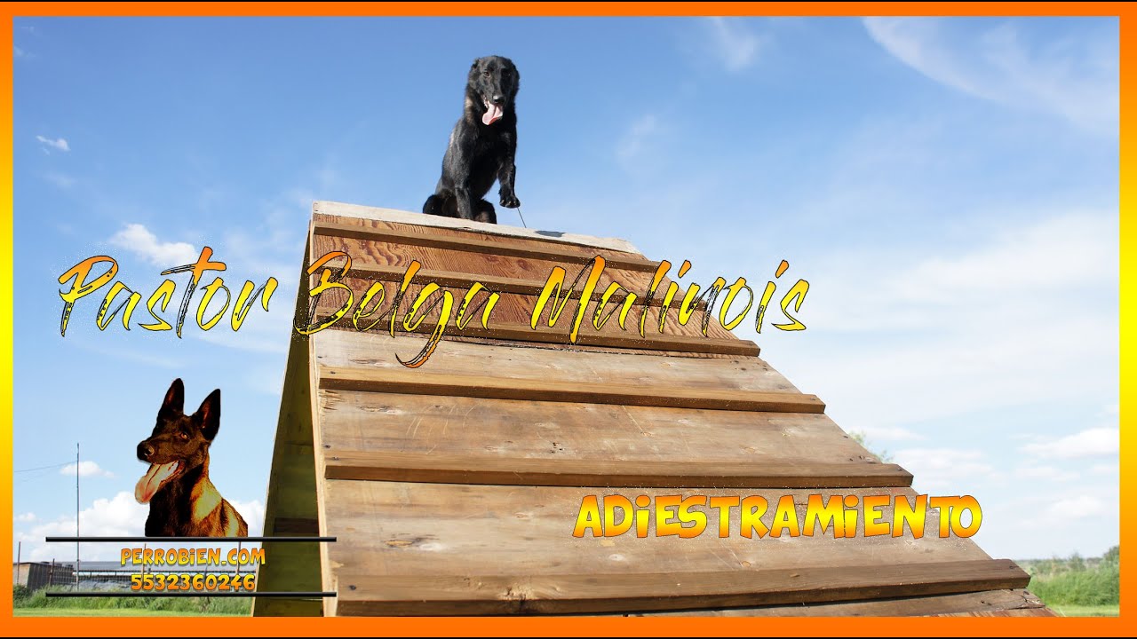 Dia 6 Como entrenar a tu perro para guardia y protección