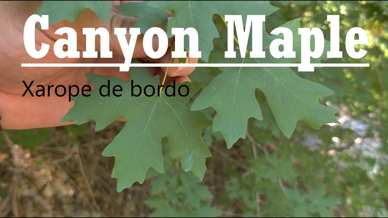 Canyon Maple | Bigtooth Maple