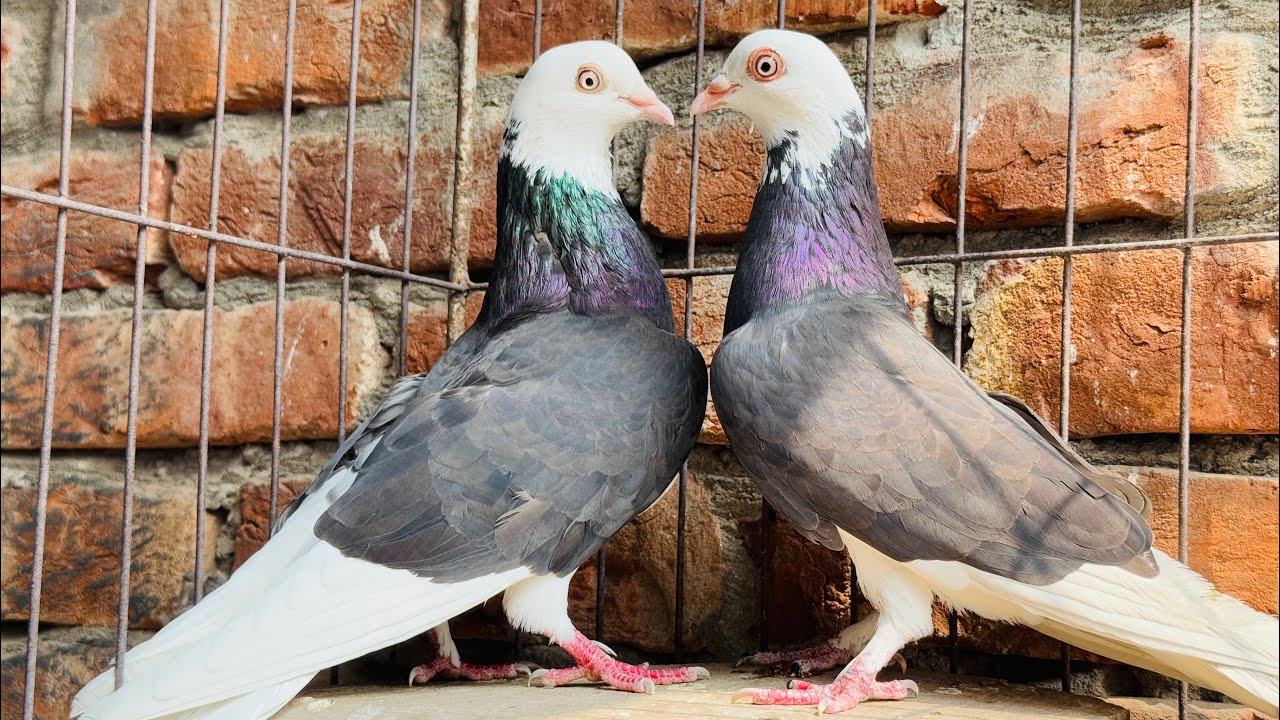 Black Gorra 🔥  Racing Genaration ❤️‍🔥 কালো গররা🔥 পাল্লা লাইনের ❤️‍🔥