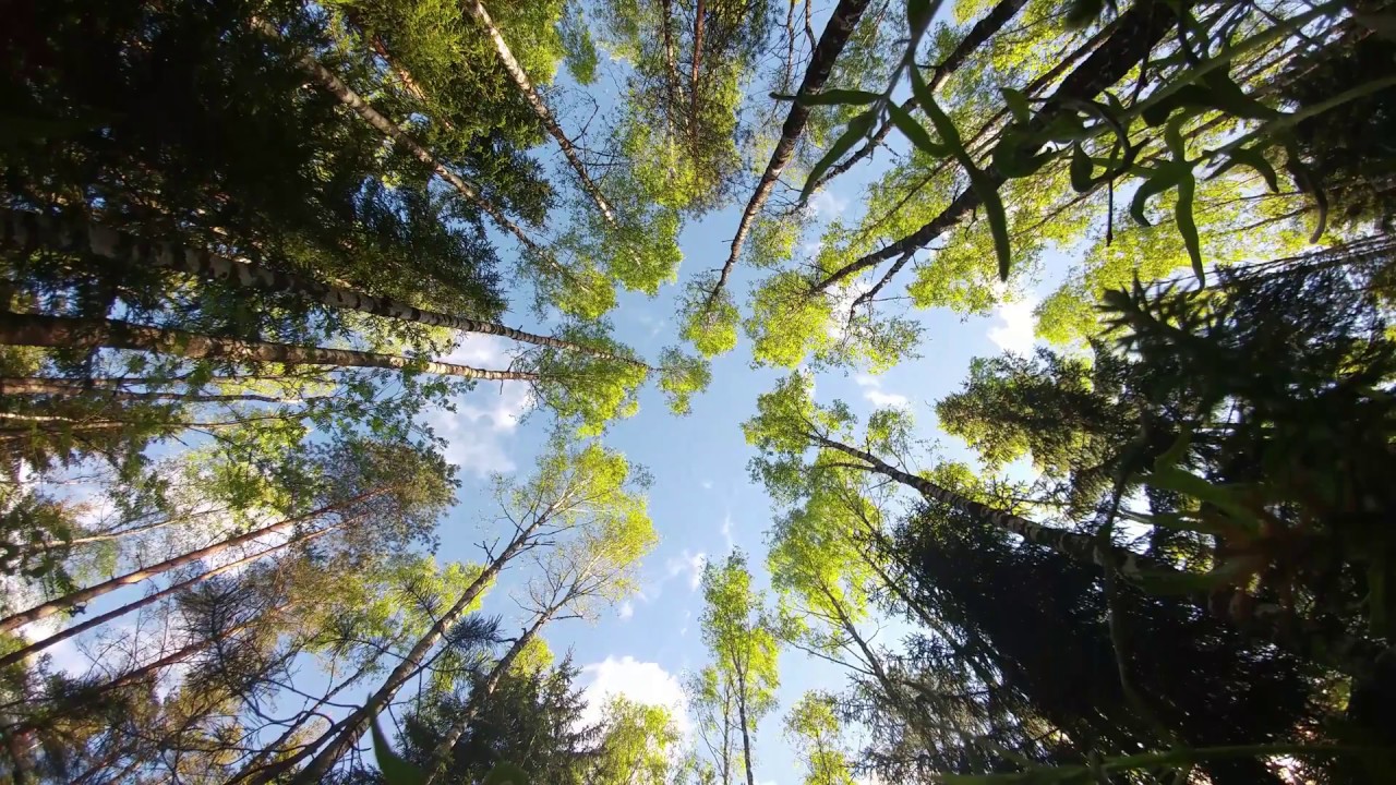 Suvine eesti mets 4K