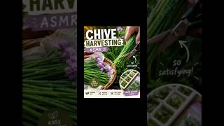 Chive Harvesting ASMR 🌿 + Best Ways to Use &amp; Store Them #ASMR #gardeningtips #growyourown