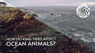 Celebrity How do king tides affect ocean animals? | Today on the Bay Profile