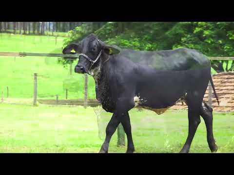 LOTE 158   MEDICINA FIV STEVE SANTA LUZIA – 1288CL