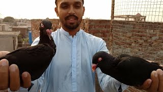 Fancy Kabooter for Garden Ki Beauty || I Am in Love With Fancy Pigeon