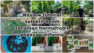 Review Tutorial Cara Mendapatkan Benih Selektif Hermafrodit Pepaya California