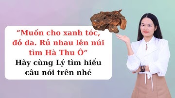 “Muốn cho xanh tóc, đỏ da. Rủ nhau lên núi tìm Hà Thu Ô” Hãy cùng Lý tìm hiểu câu nói trên |Thiên Lý