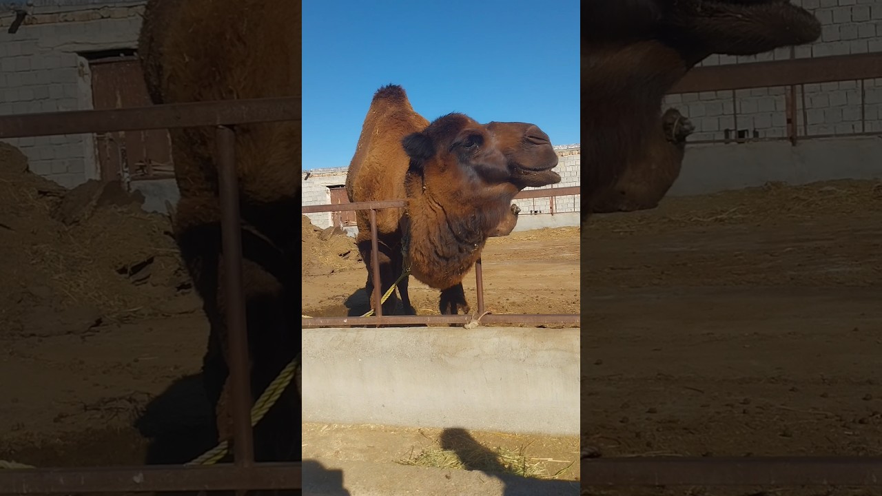 We went to a camel farm🐫🐪 