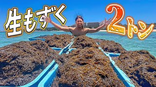採れたて県産生もずくプレゼントするやっさ！