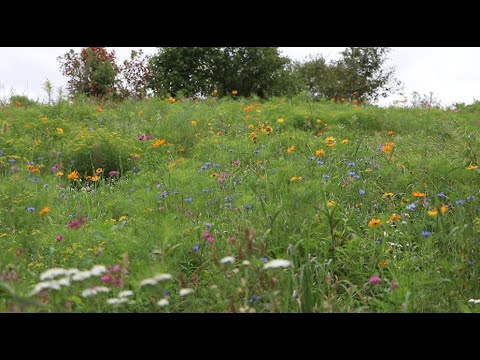 Video: Xeriscaping With Wildflowers: Xaiv Cov Paj Dawb Rau Cov Vaj Suab puam