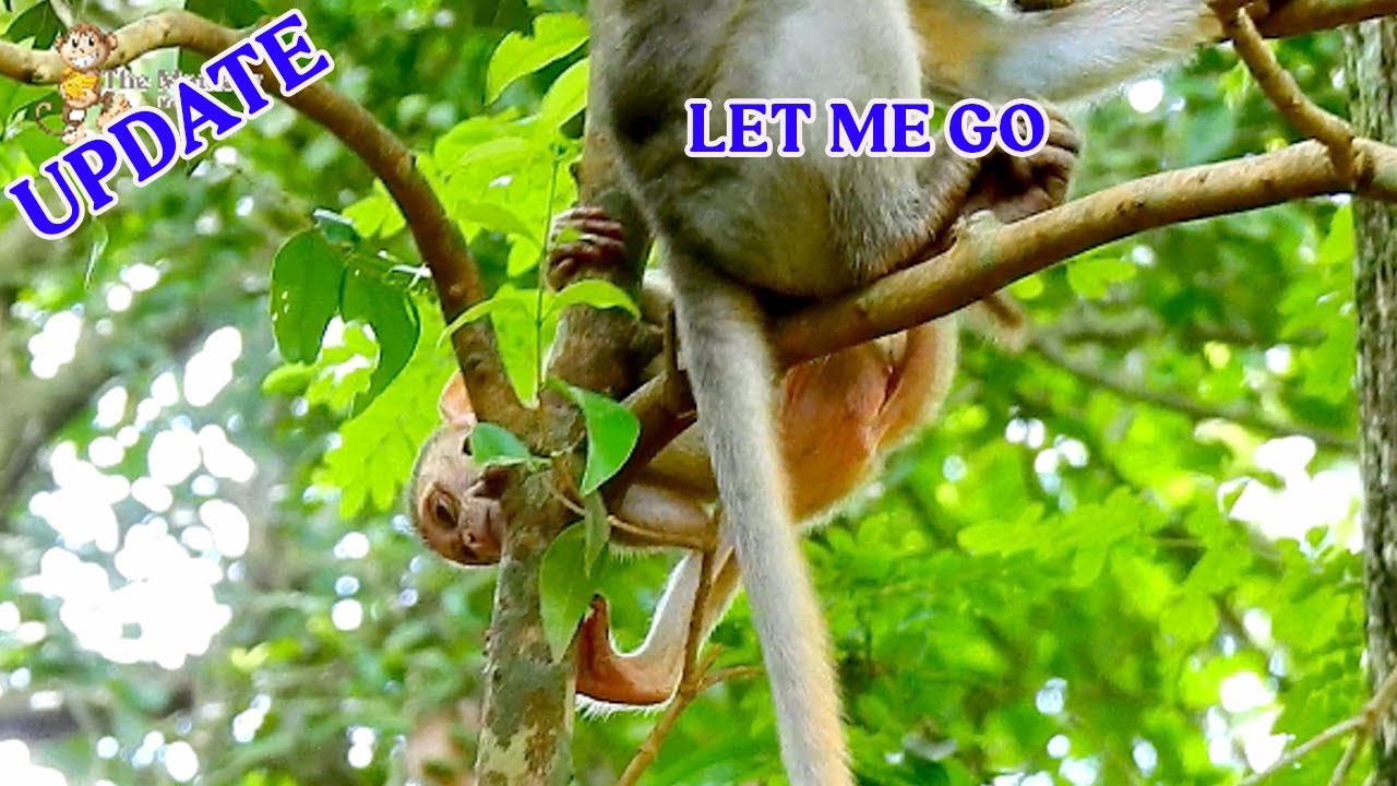 Poor girl Elpida tries leave Alberto go down to get milk, But she was fail cuz Alberto catch her