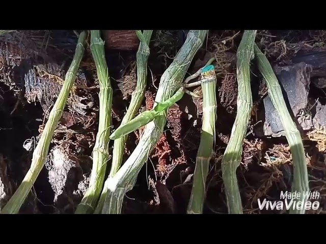 Phi điệp đột biến 5ct