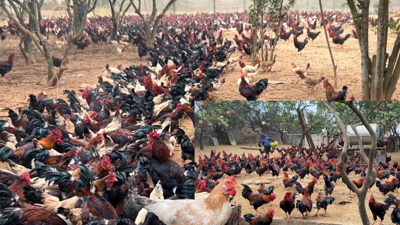 Daily Farm Life | Easy Free-Raising Chicken Farming