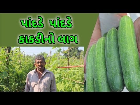 કાકડી(CUCUMBER) | BIOFIT RESULT | NETSURF NETWORK