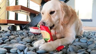 PUPPY OPENING CHRISTMAS PRESENTS (Super Cooper Sunday #125)