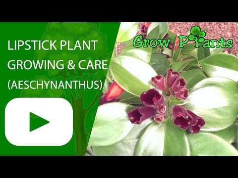 Lipstick plant - growing and care
