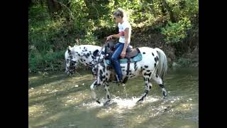 LOUD COLORED AND SUPER UNIQUE LEOPARD APPALOOSA GELDING, SEASONED TRAIL HORSE, GENTLE & FUN TO RIDE