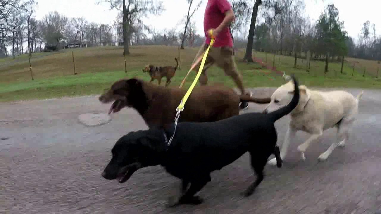 Testing GoPro Three Way Grip Walking The Dogs YouTube