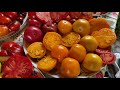 Томаты на 2021 год / семена в подарок / заказ семян редких сортов томатов