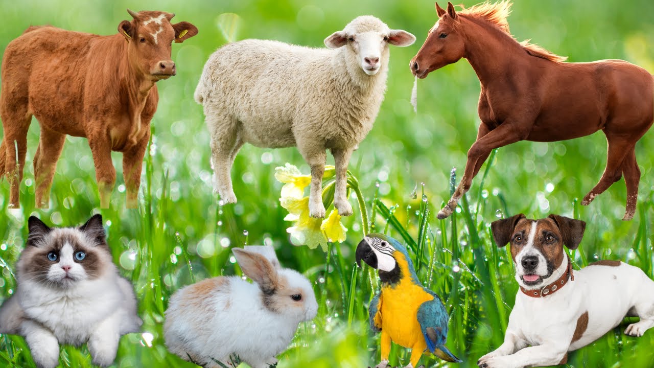 Learn Animal Sounds: Duck, Cow, Sheep, Buffalo, Dog, Cat, Horse, Rabbit ...