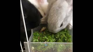 Rabbits Eating Duckweed in closed cycle ecosystem vertical farm