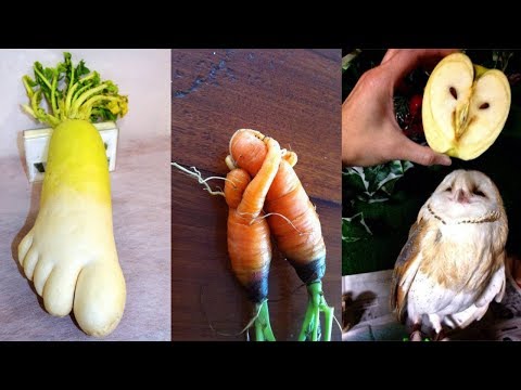 世界で最も奇妙な果物と野菜