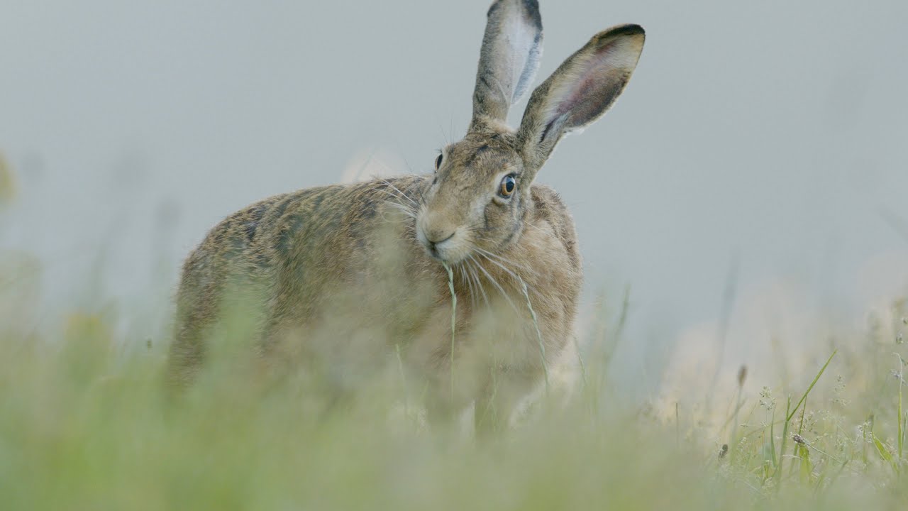 Hare in meadow | Slow Motion (4K)