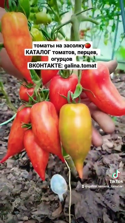 Розовый Фламинго с носиком🦩 #семенатоматов #помидоры #dwarf #сад # ...