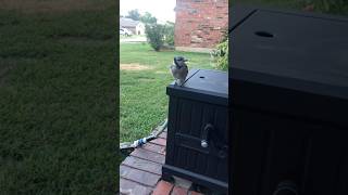 Our friend the blue jay 🥰