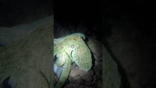 Croatia - Krk - Big Octopus during night snorkeling #croatia #sea #snorkeling #octopus
