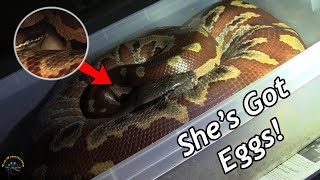 Celebrity Our HUGE Blood Python Just Laid Eggs! 😃 - Maternal Incubation & When to Expect Babies! 🐍 Wealth