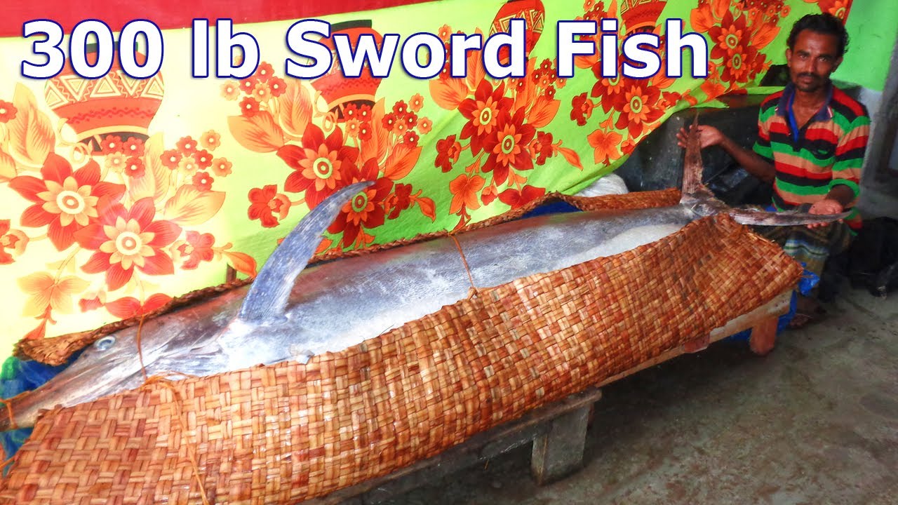 330 LB Sword Fish in The Sea Brought in to a Fish Market for Sale