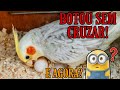 Calopsita Fêmea Botou Ovos Sem Cruzar Por Que?