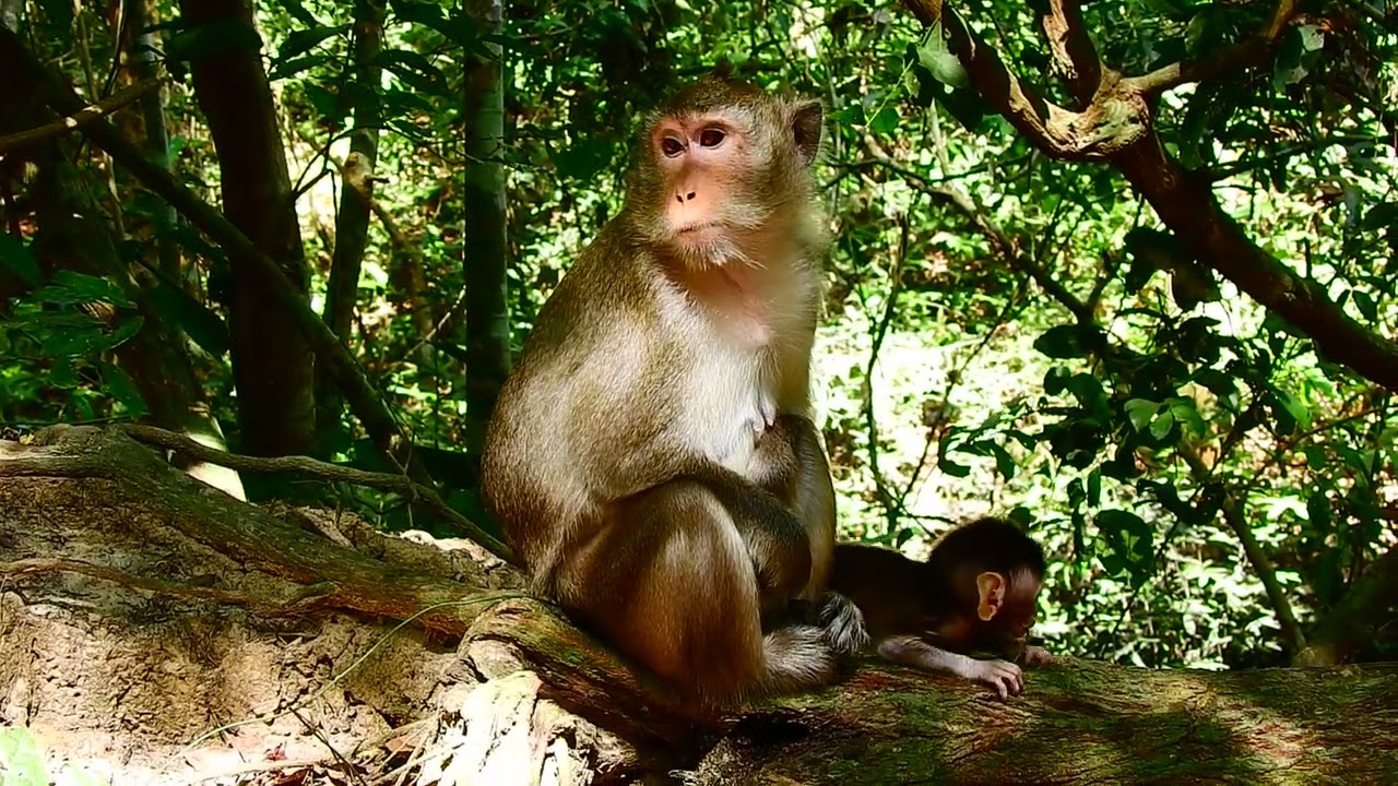 ARA and mum Anna, Baby Ara monkey hungry 585