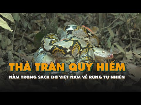 Video Thả trăn quý hiểm, nằm trong sách đỏ Việt Nam về rừng... - youtube