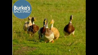 Saxony Duck Road Test, Burke's Backyard