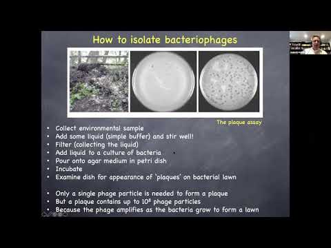 Video: Puhdistettu Bakteriophage Klebsiella Polyvalentti - Käyttöohjeet, Hinta