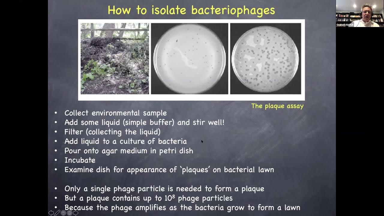 Phage (Bacteriophage) Therapy YouTube