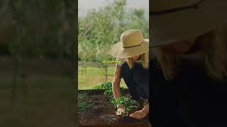 The Effect of Mulch Magic in your Plant #mulching  #summergardening  #plantcaretips #gardeningtips