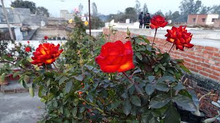 Rose Garden Overview 12 2 2026 Beautiful Rose Id