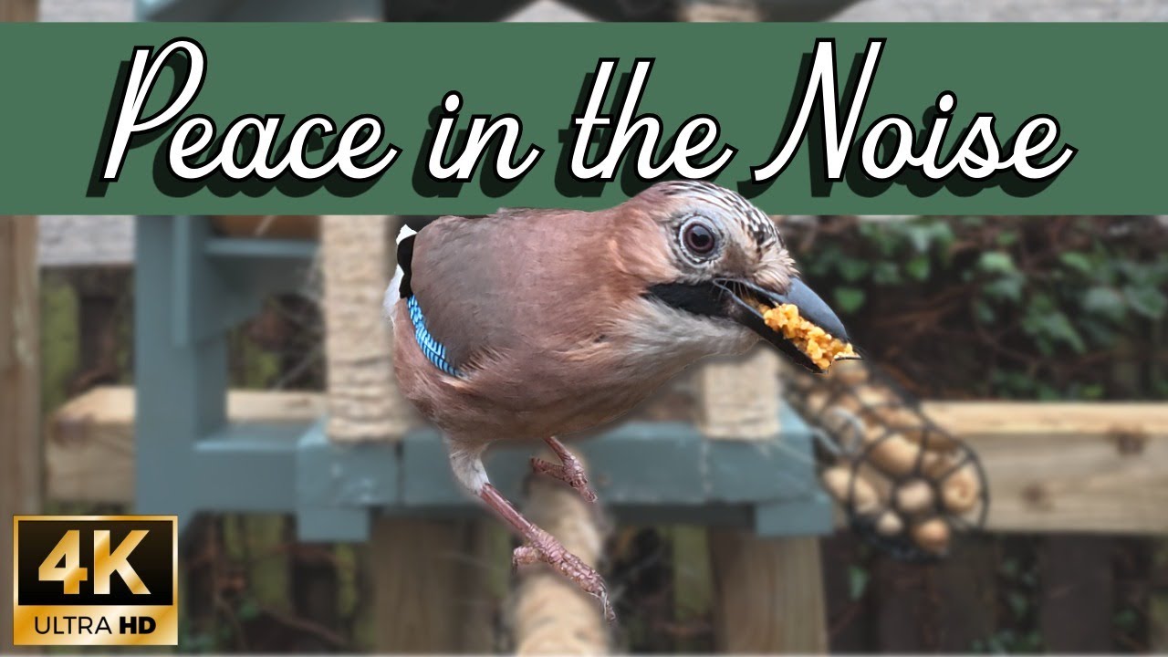 Construction Noise Scares Birds Away: A Cold Morning