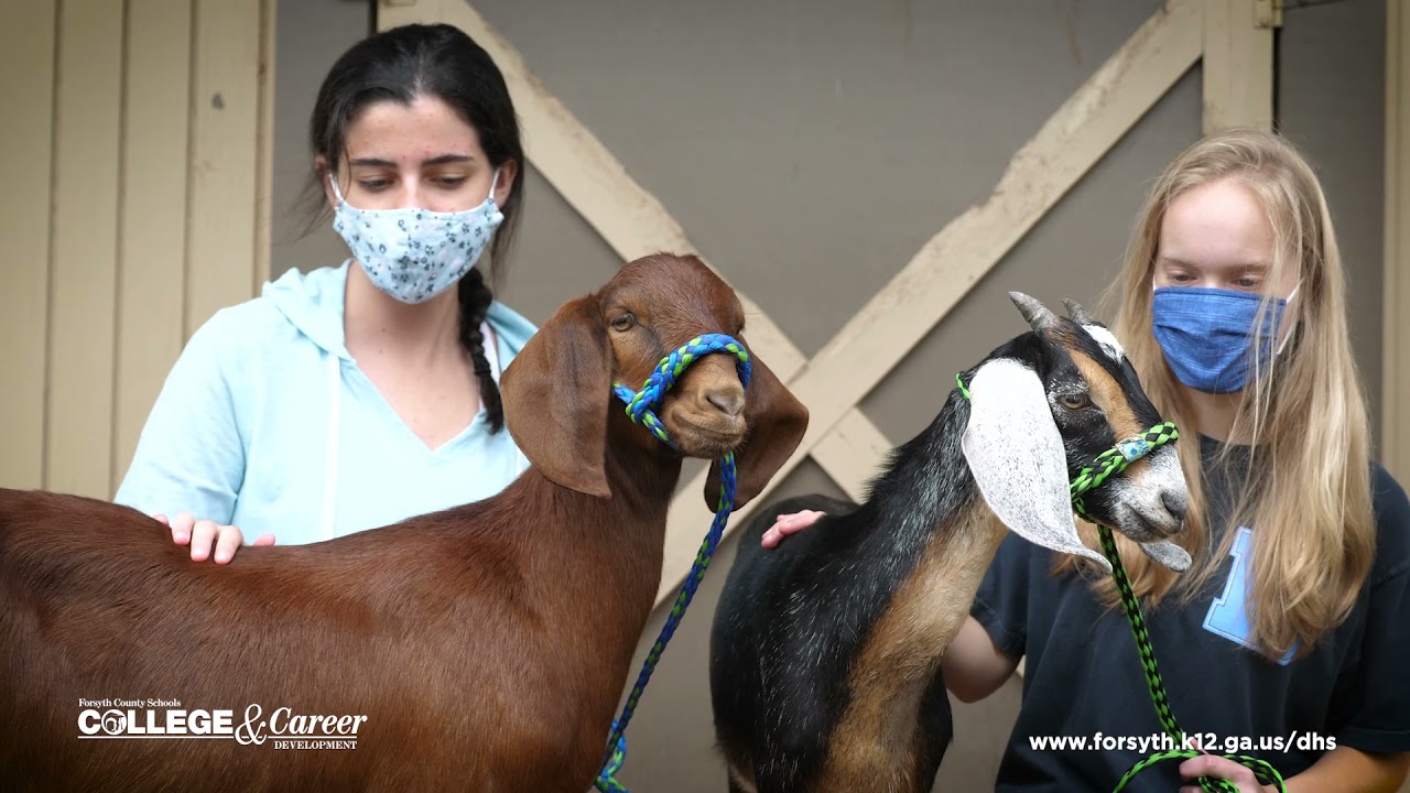 Denmark HS CTAE Overview