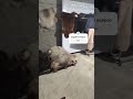 шкуры овечьи натуральные, чистые