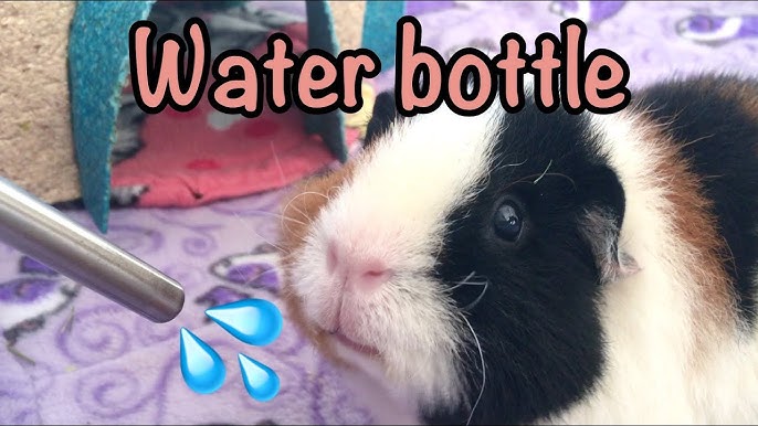 Rabbit, Guinea Pig, Small Pet Self Adhesive Water Bottle Holder