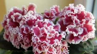 Özel Tür Menekşe Ve Siningiyalar Satışta😍 Kaçırmayın ‼️