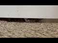 #@viral @cat wait why is she in your room, Toco peeing in to see neighborhood baby cat