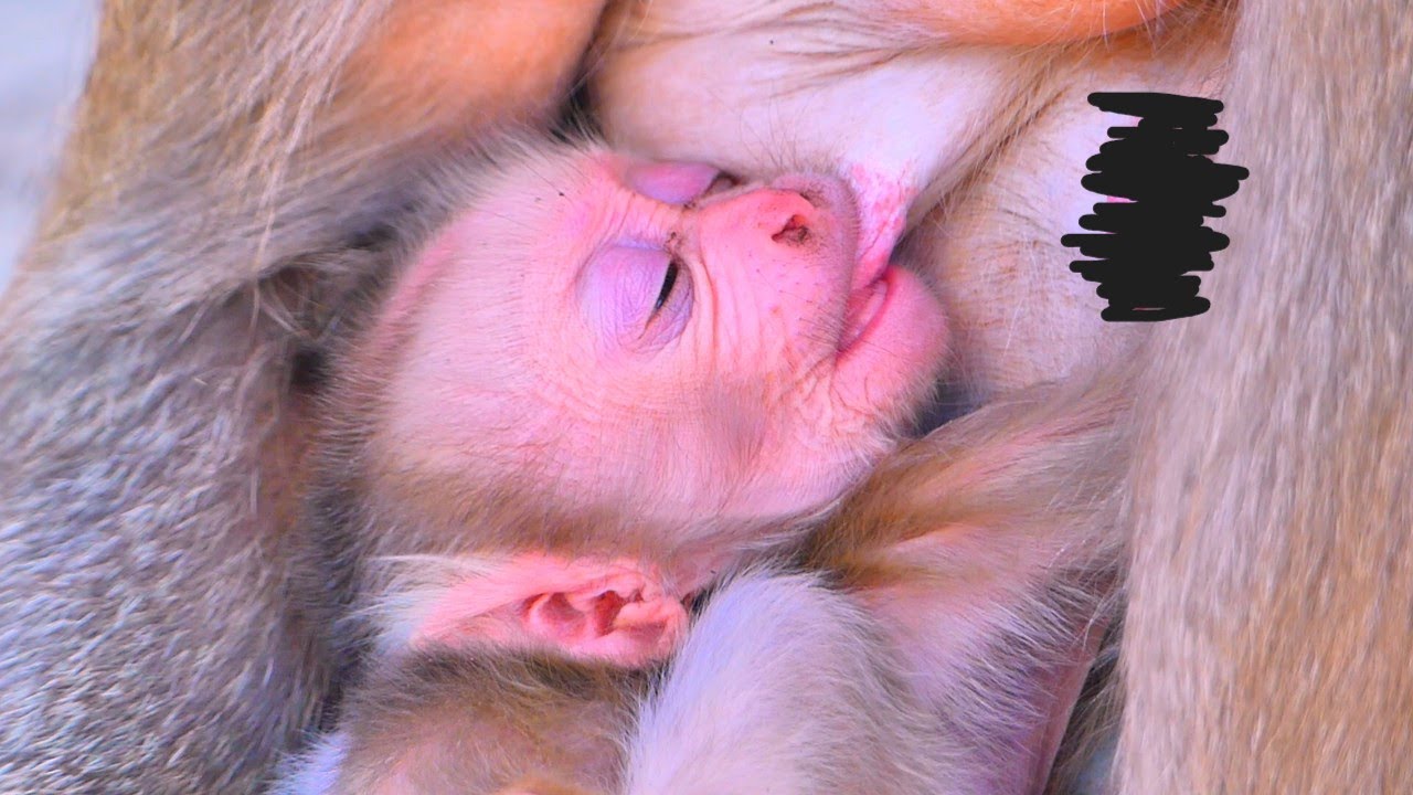Wow so cute when Newborn baby monkey getting milk while sleep.